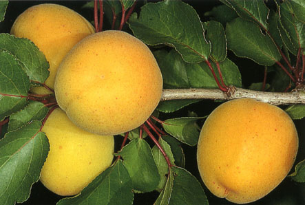 Albicocco - زردآلو (Apricot) - متا